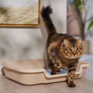 Senior-friendly litter box setup with a low-entry litter box, non-slip mat, and clear, accessible space for older cats.