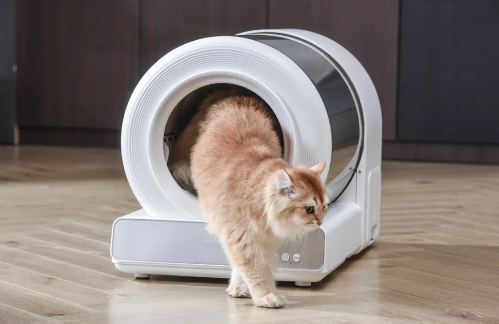 Senior cat accidentally peeing outside a low-entry litter box due to mobility issues.
