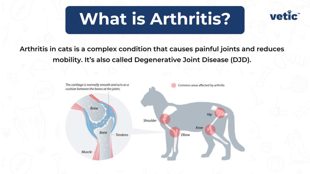 Illustration showing mobility issues in senior cats, including arthritis, stiffness, and hind-leg weakness.